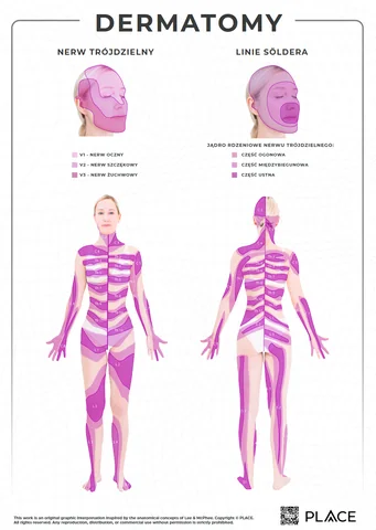 Plakat anatomiczny — pion · fioletowy