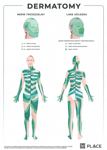 Plakat anatomiczny — pion · zielony