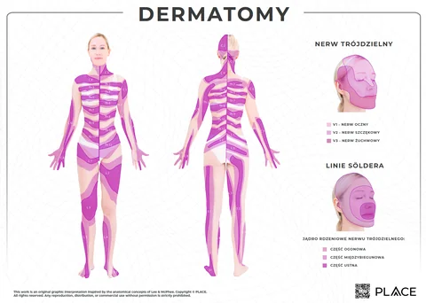 Plakat anatomiczny — poziom · fioletowy