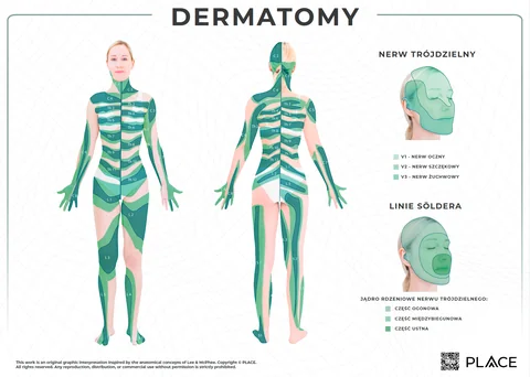 Plakat anatomiczny — poziom · zielony