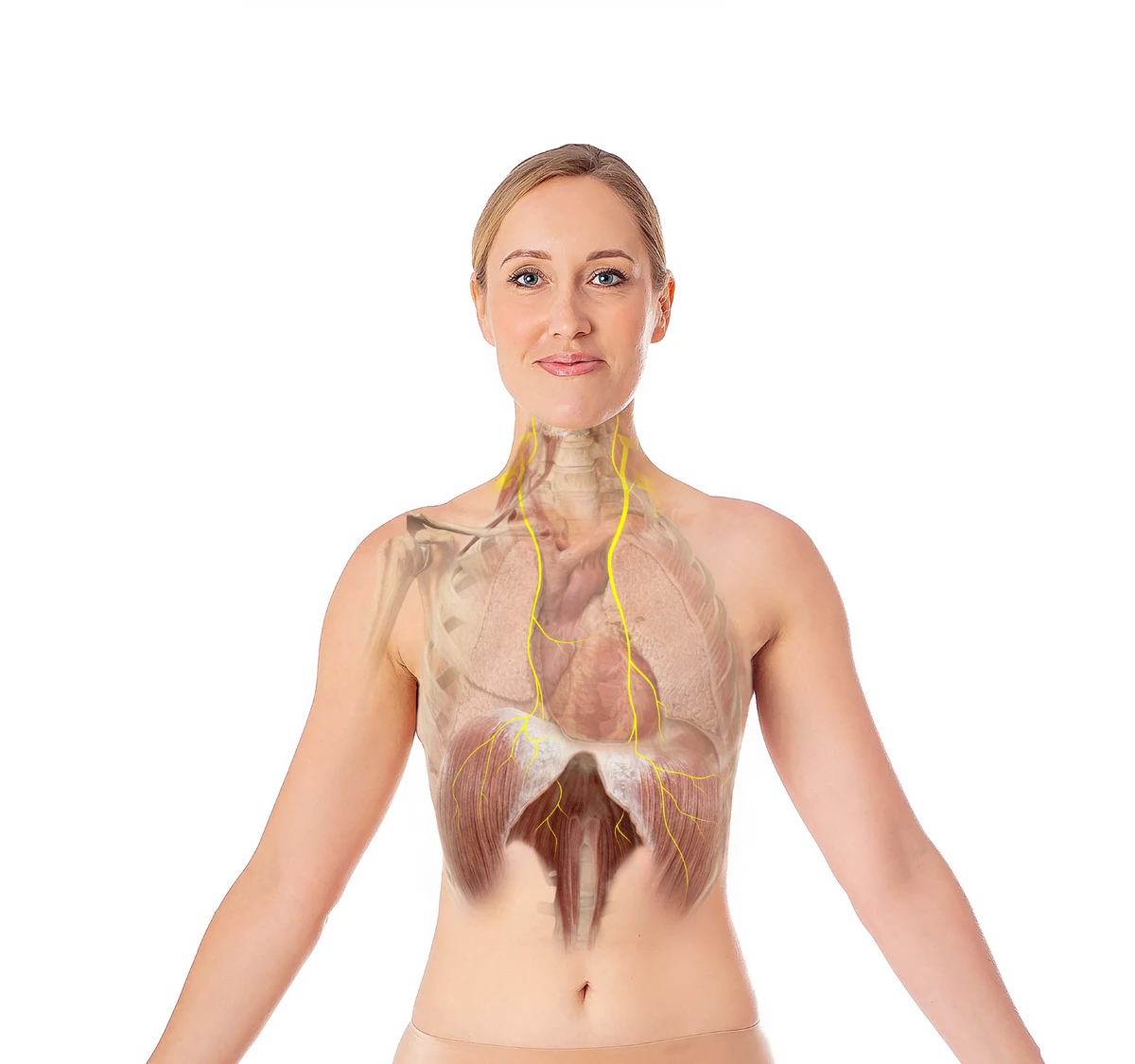 Ilustracja anatomiczna układu nerwowego i struktur ciała